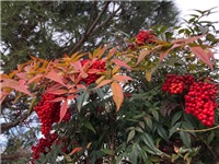 071e2824-20190222 Nandine.jpg